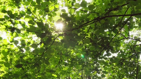 Sun's rays make their way through foliage of trees in summer forest Stock Footage 110161907