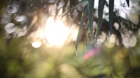 The sun's rays make their way through the leaves. Stock Footage 113318903