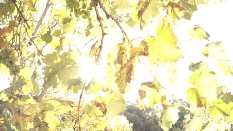 The sun's rays make their way through the leaves of the trees. Stock Footage 123045262
