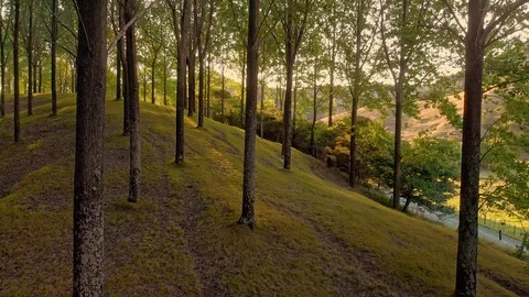 The Sun's Rays Make Their Way Through The leafy Grove Stock-Footage 125848266
