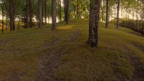 The Sun's Rays Make Their Way Through The leafy Grove Stock Footage 125849159