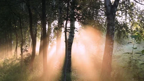 The sun's rays make their way through the foliage of birch and fog Stock Footage 135238255