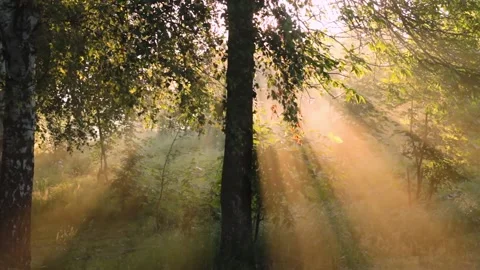 The sun's rays make their way through the foliage of birch and fog, timelapse Stock Footage 135238266