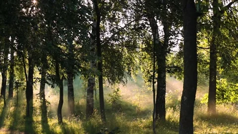 The sun's rays make their way through the trees and fog Stock Footage 135238323