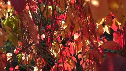The sun's rays make their way through the red grape leaves. Stock Footage 135449459