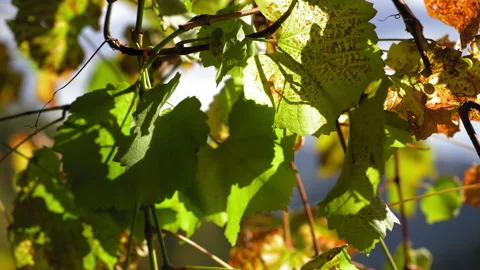 The sun's rays make their way through the leaves of the grapes beautiful sunny Stock Footage 139872635