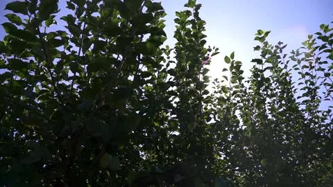 The sun's rays make their way through the bushes Stock Footage 143500972