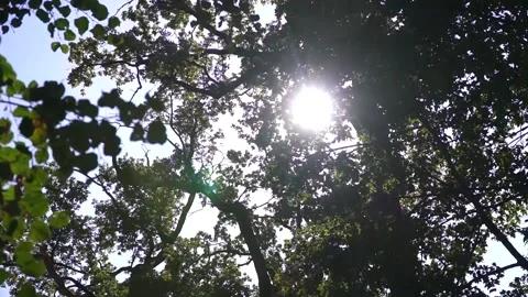 The sun's rays make their way through the bushes Stock Footage 143501031