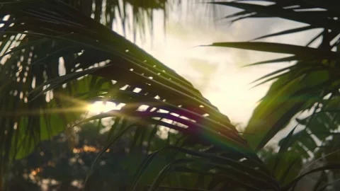 The sun's rays make their way through the tropical leaves. Stock Footage
