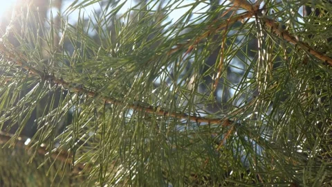 The sun's rays make their way through the lush branch of a coniferous tree Video stock 156547015
