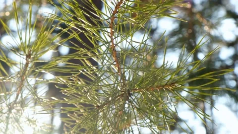 The sun's rays make their way through the lush branch of a coniferous tree Video stock 156547099