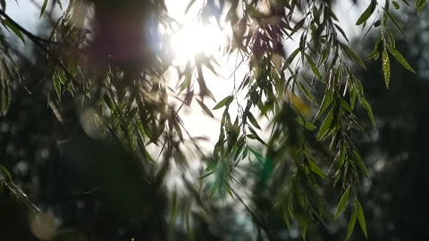 The sun's rays make their way through the green branches  Stock Footage 158680799