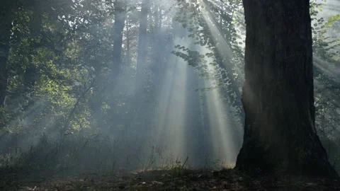 The sun's rays make their way through the foliage of the trees. Stock-Footage 160756292