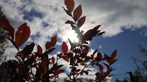 The sun's rays make their way through the leaves of the tree Stock Footage 163268742