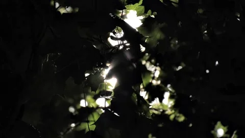 The sun's rays make their way through the green branches of the trees at sunset Stock Footage 204990921