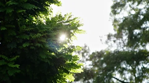 The sun's rays make their way through the green branches of the trees at sunset Stock Footage 217377246
