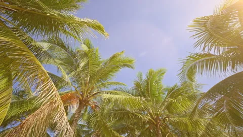 The Sun's Rays Make Their Way Through the Leaves of the Palm Tree. Video stock 303964383