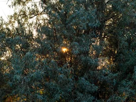 The sun's rays make their way through the tree Stock Photos
