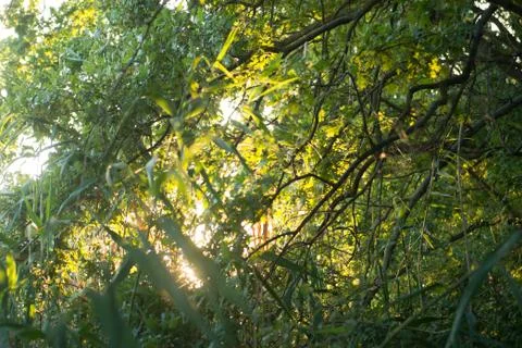 The sun's rays make their way through the green foliage of the forest Stock Photos