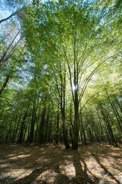 The sun's rays make their way through the green foliage of the forest Stock Photos