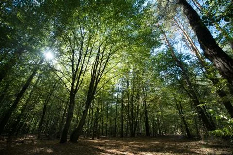 The sun's rays make their way through the green foliage of the forest Stock Photos
