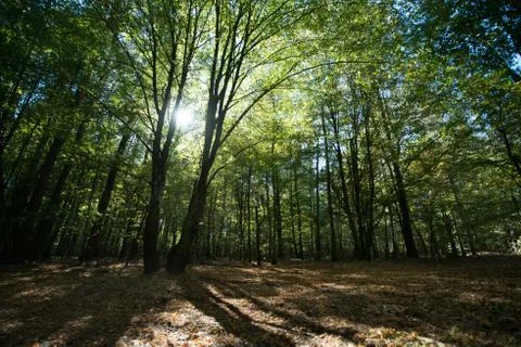 The sun's rays make their way through the green foliage of the forest Stock Photos