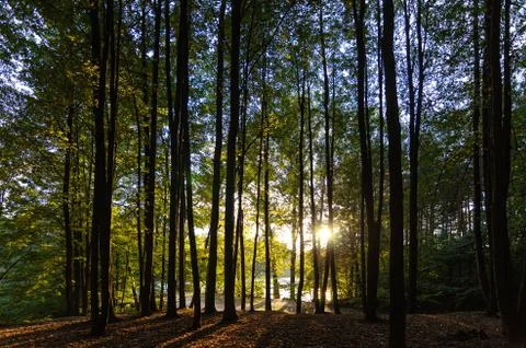 The sun's rays make their way through the trunks of trees. Stock Photos