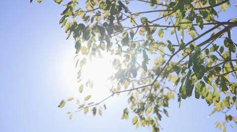 The sun's rays make their way through leaves of tropical tree. Beautiful lens Stock Photos