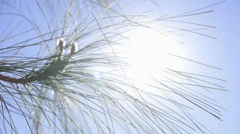 The sun's rays make their way through leaves of tropical tree. Beautiful lens Stock Photos