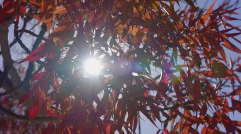 The sun's rays make their way through leaves of tropical tree with red leaves Stock Photos