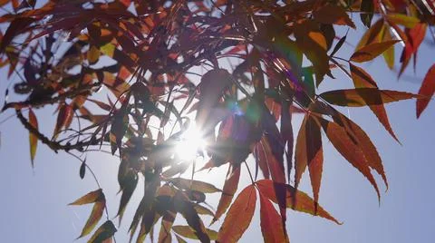 The sun's rays make their way through leaves of tropical tree with red leaves Stock Photos