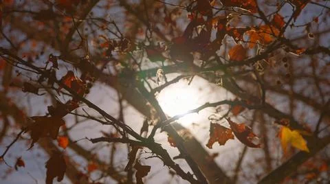 The sun's rays make their way through leaves of tropical tree with red leaves Фото