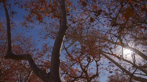 The sun's rays make their way through leaves of tropical tree with red leaves Stock Photos