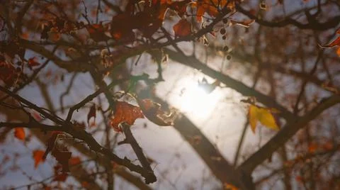 The sun's rays make their way through leaves of tropical tree with red leaves Stock Photos