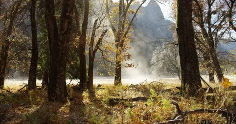 The sun's rays melts the snow in the meadows, in Yosemite National Park, Stock Footage 81620673