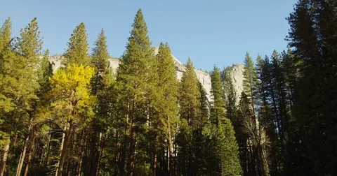 The sun's rays melts the snow in the meadows, in Yosemite National Park, Stock Footage 81623207