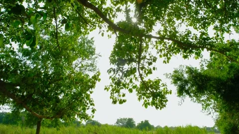 The sun's rays in the middle of the tree. The sun's rays inside the tree. Stock Footage 197572200