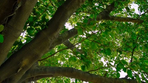 The sun's rays in the middle of the tree. The sun's rays inside the tree. Stock Footage 197580751