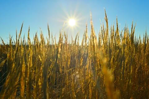 The sun's rays over a field of wheat ears Stock Photos