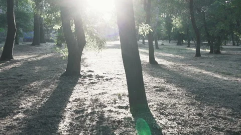 Sun's rays pass slowly through trunk trees. Stock Footage 90990532