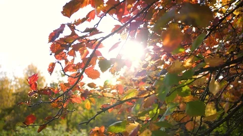 The sun's rays pass through the autumn leaves of the tree Vidéo 117182722