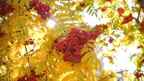 The sun's rays pass through the autumn leaves of the tree. Rowan berries Vidéo 117428467