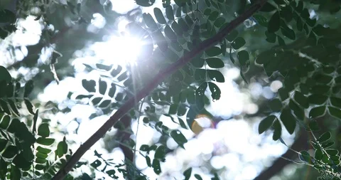 Sun's rays pass through branches of the forest,The sunlight Stock Footage 119879242