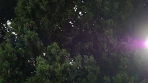 Sun's rays pass through crown. Abstract beautiful natural landscape. 스톡 동영상 154115797