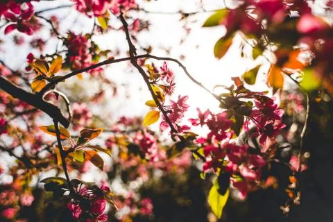 The sun's rays pass through a flowering sakura branch. Pink flowers. Blooming Stock Photos