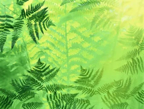 The sun's rays pass through the foliage of a fern. Stock Photos