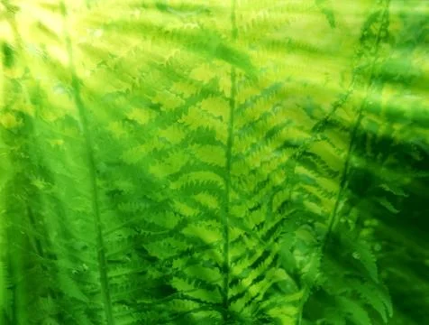 The sun's rays pass through the foliage of a fern. Stock Photos