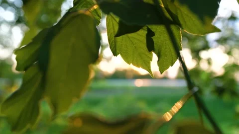 The sun's rays pass through the green leaves of the tree. Maple leafs Vidéo 134255491