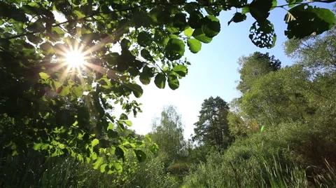Sun's rays pass through the leaves in the forest, dolly shot Stock Footage 40742930