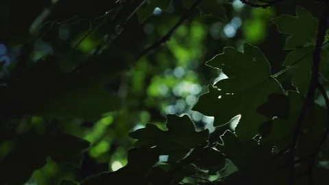 The sun's rays pass through the leaves of sycamore. Stock Footage 77109658